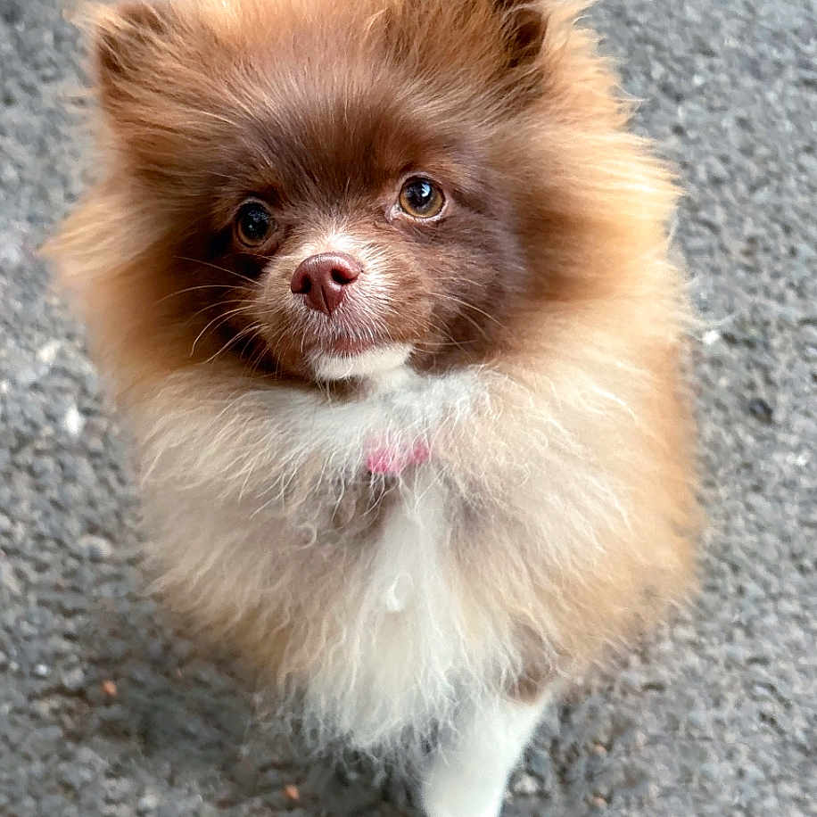 Vicky a rejoint le concours — aidez-le/la à gagner de superbes lots ! animal, canine, chihuahua, cockerspaniel, dog, eskimodog, leash, papillon, pet, poodle, puppy, snout