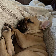 Arlo is registered to the contest to win money with this photo: animal, blanket, couch, cozy, cute, dog, ears, french_bulldog, fur, home, indoor, paw, pet, puppy, relaxation, resting, sleeping, snout, tan, tongue_out