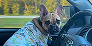 Arlo joined the competition — help win amazing prizes! animal, car_interior, collar, cute, daylight, dinosaur_pattern, dog, driving, forest, french_bulldog, hands, lap, person, pet, road_trip, seat, shirt, steering_wheel, tag, window