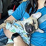 Arlo joined the competition — help win amazing prizes! animal, blanket, blue_shirt, car_interior, comfort, cute, dinosaur_shirt, dog, french_bulldog, hand, nap, person, pet, relaxed, rest, ring, seatbelt, sleeping, tongue_out, watch
