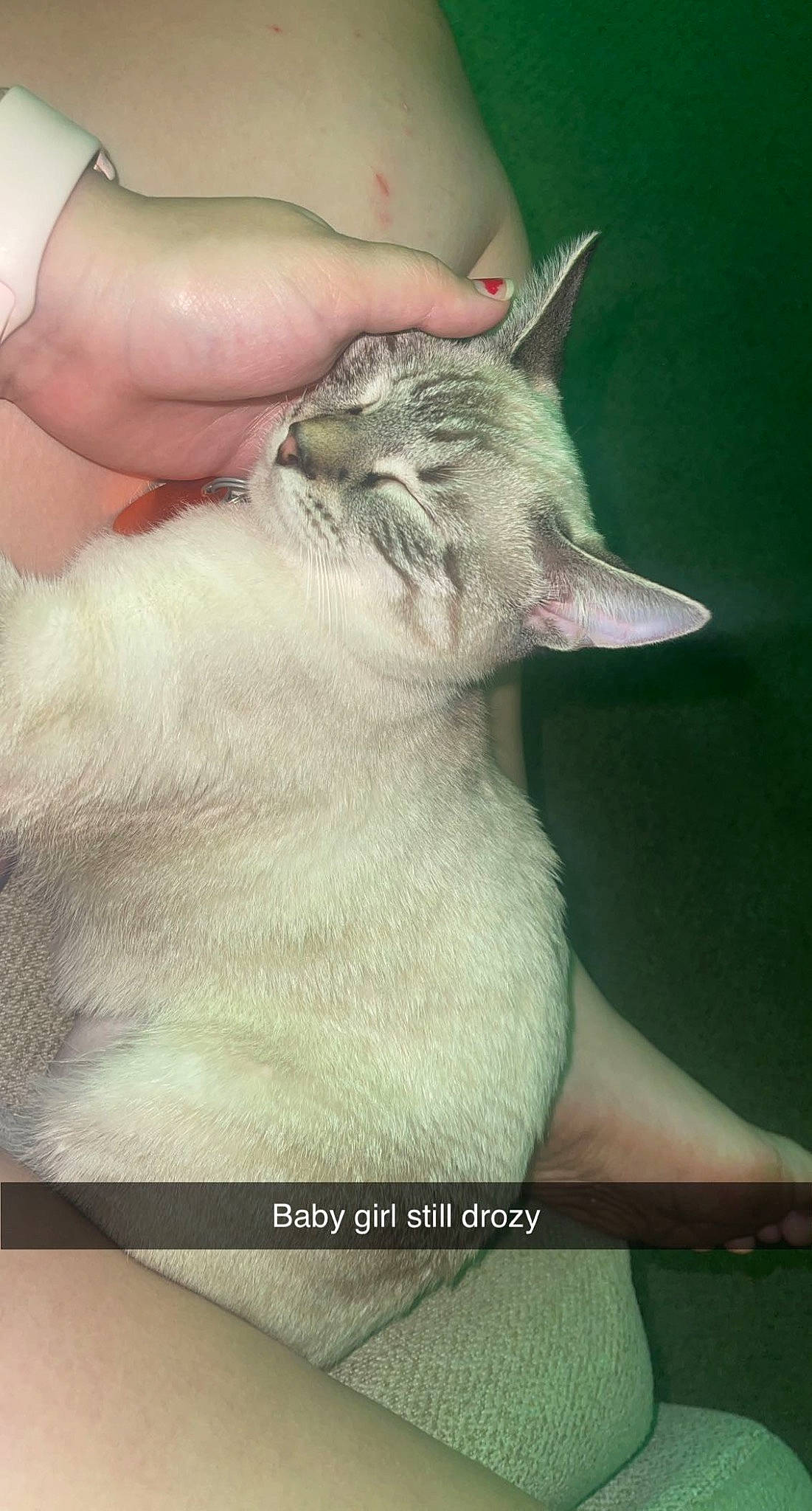 Princess Bell joined the competition — help win amazing prizes! carnivore, cat, fawn, felidae, gesture, nail, small_to_medium_sized_cats, snout, terrestrial_animal, terrestrial_plant, thumb, whiskers, wildlife