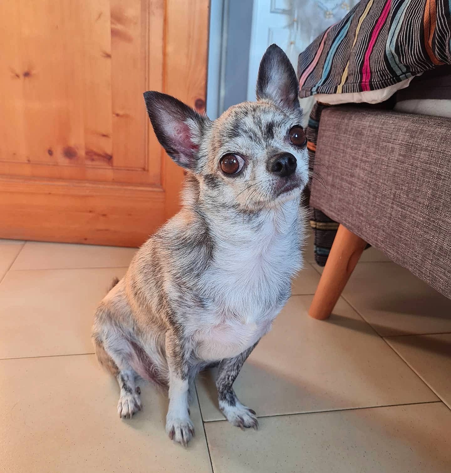 Jarod participe au concours pour gagner de l'argent avec cette photo : canidae, carnivore, comfort, companion_dog, couch, dog, dog_breed, dog_supply, door, fawn, fur, grey, sitting, sporting_group, tail, terrestrial_animal, toy_dog, whiskers, wood, working_animal