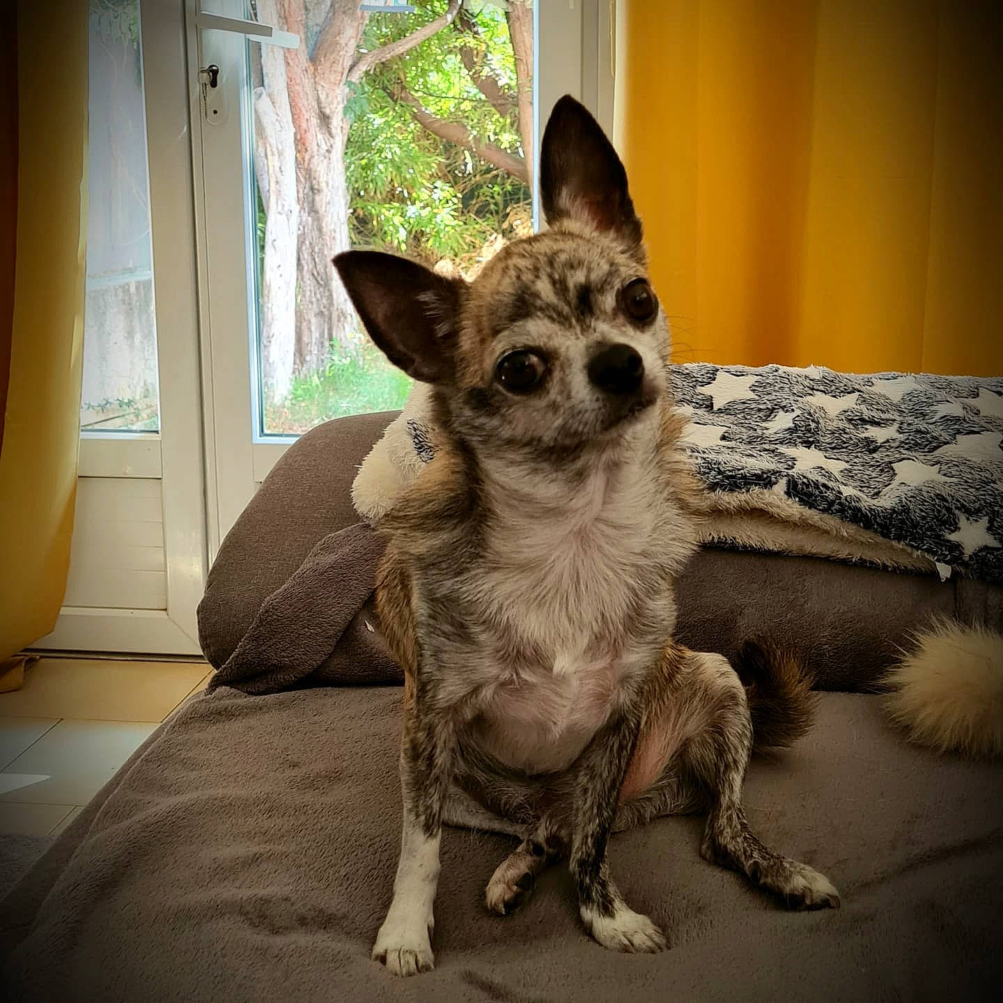 Jarod a rejoint le concours — aidez-le/la à gagner de superbes lots ! carnivore, comfort, companion_dog, curtain, dog, dog_breed, ear, eye, fawn, felidae, fur, grey, human_body, snout, tail, terrestrial_animal, whiskers, window, wood, working_animal