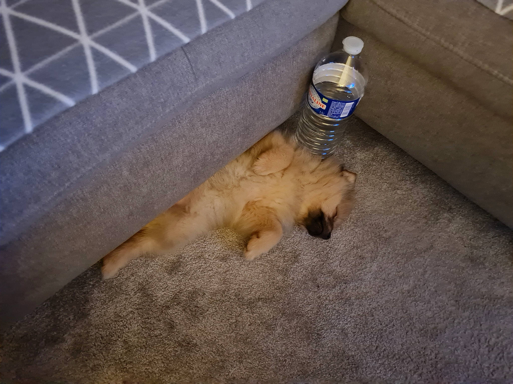 Sky participe au concours pour gagner de l'argent avec cette photo : bottle, carnivore, cat, companion_dog, domestic_short_haired_cat, fawn, felidae, floor, flooring, fur, gas, hardwood, mineral_water, plastic_bottle, small_to_medium_sized_cats, snout, tail, water_bottle, whiskers, wood