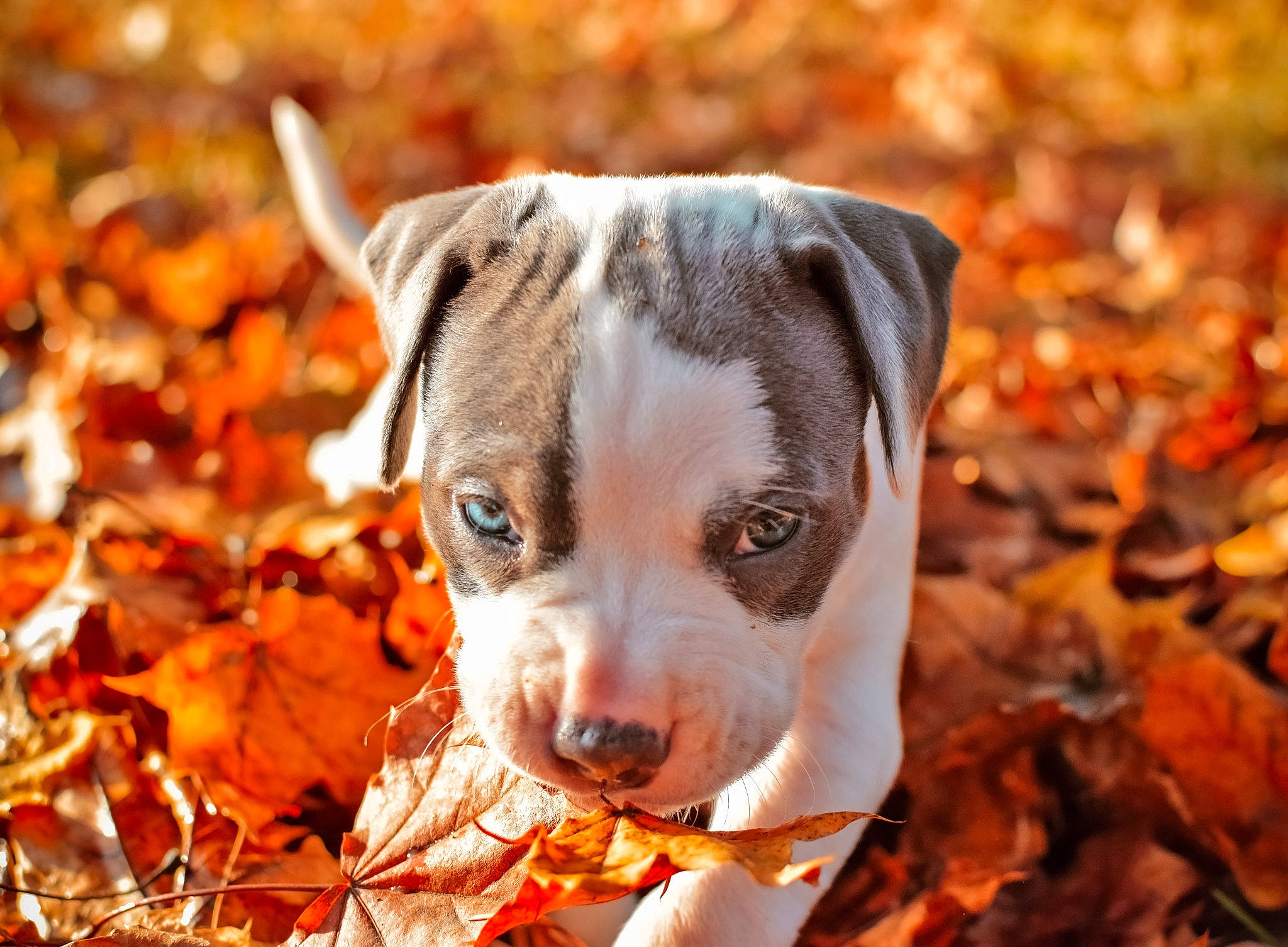 Kevlar Ferguson Maxwell is registered to the contest to win money with this photo: amber, autumn, canidae, carnivore, colorfulness, companion_dog, deciduous, dog, dog_breed, dog_supply, fawn, leaf, non_sporting_group, orange, snout, sporting_group, sunlight, whiskers, working_animal, working_dog