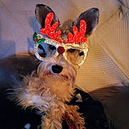 Oliver is registered to the contest to win money with this photo: animal, antlers, blanket, costume, cozy, cute, decorative, dog, ears, face, festive, fur, furry, glasses, holiday, indoors, pet, portrait, reindeer, sitting
