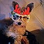 animal, antlers, blanket, costume, cozy, cute, decorative, dog, ears, face, festive, fur, furry, glasses, holiday, indoors, pet, portrait, reindeer, sitting