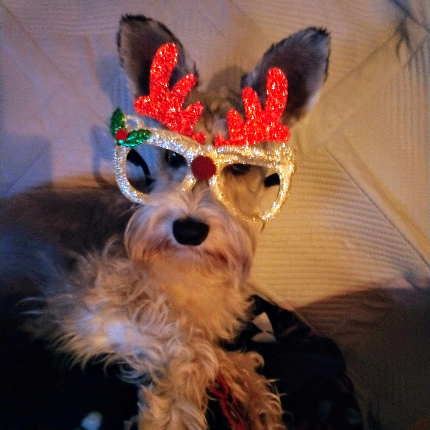 Oliver is registered to the contest to win money with this photo: animal, antlers, blanket, costume, cozy, cute, decorative, dog, ears, face, festive, fur, furry, glasses, holiday, indoors, pet, portrait, reindeer, sitting