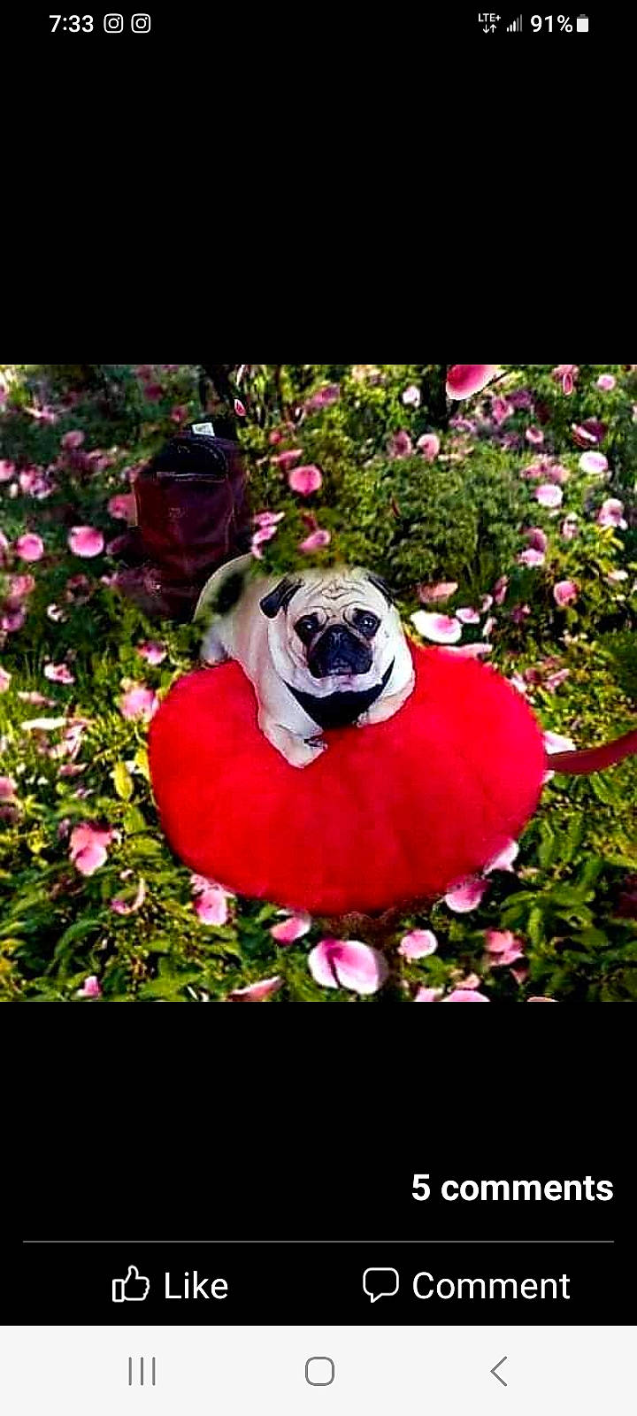 Rosa is registered to the contest to win money with this photo: art, botany, carnivore, companion_dog, dog, dog_breed, fawn, fictional_character, flower, font, grass, happy, magenta, painting, petal, pink, plant, rose, rose_family, shrub