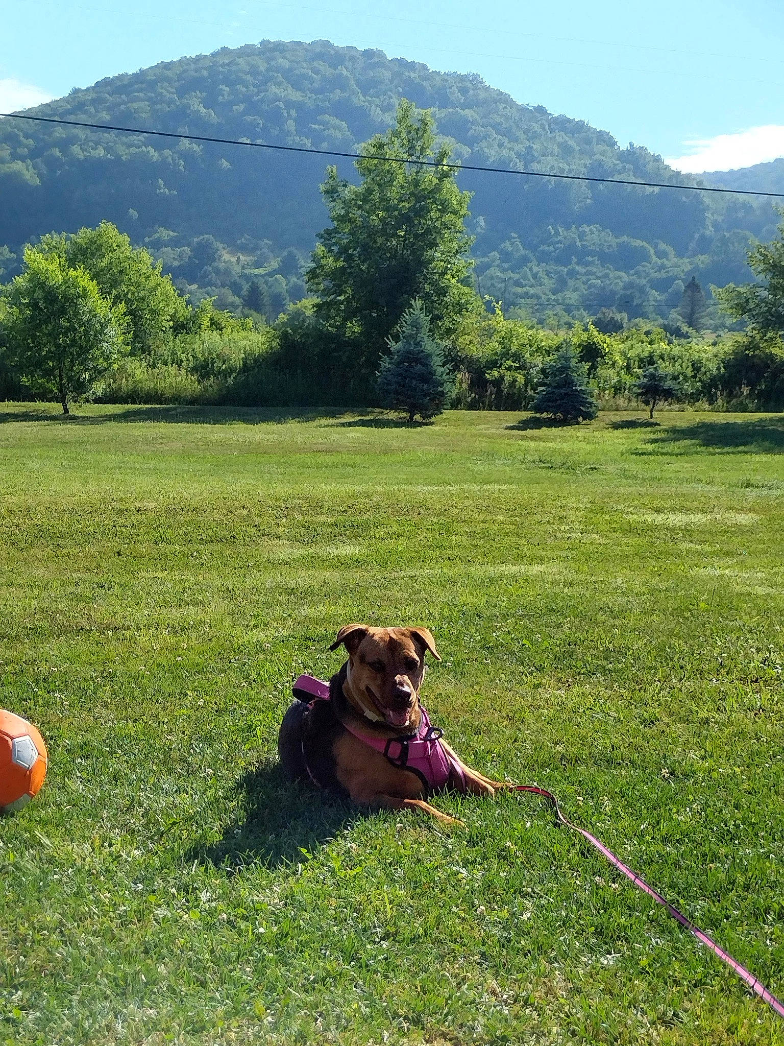 Brinley joined the competition — help win amazing prizes! carnivore, collar, companion_dog, dog, dog_breed, fawn, grass, grass_family, grassland, green, lawn, leisure, meadow, mountain, people_in_nature, plant, sky, tree, vertebrate, working_animal