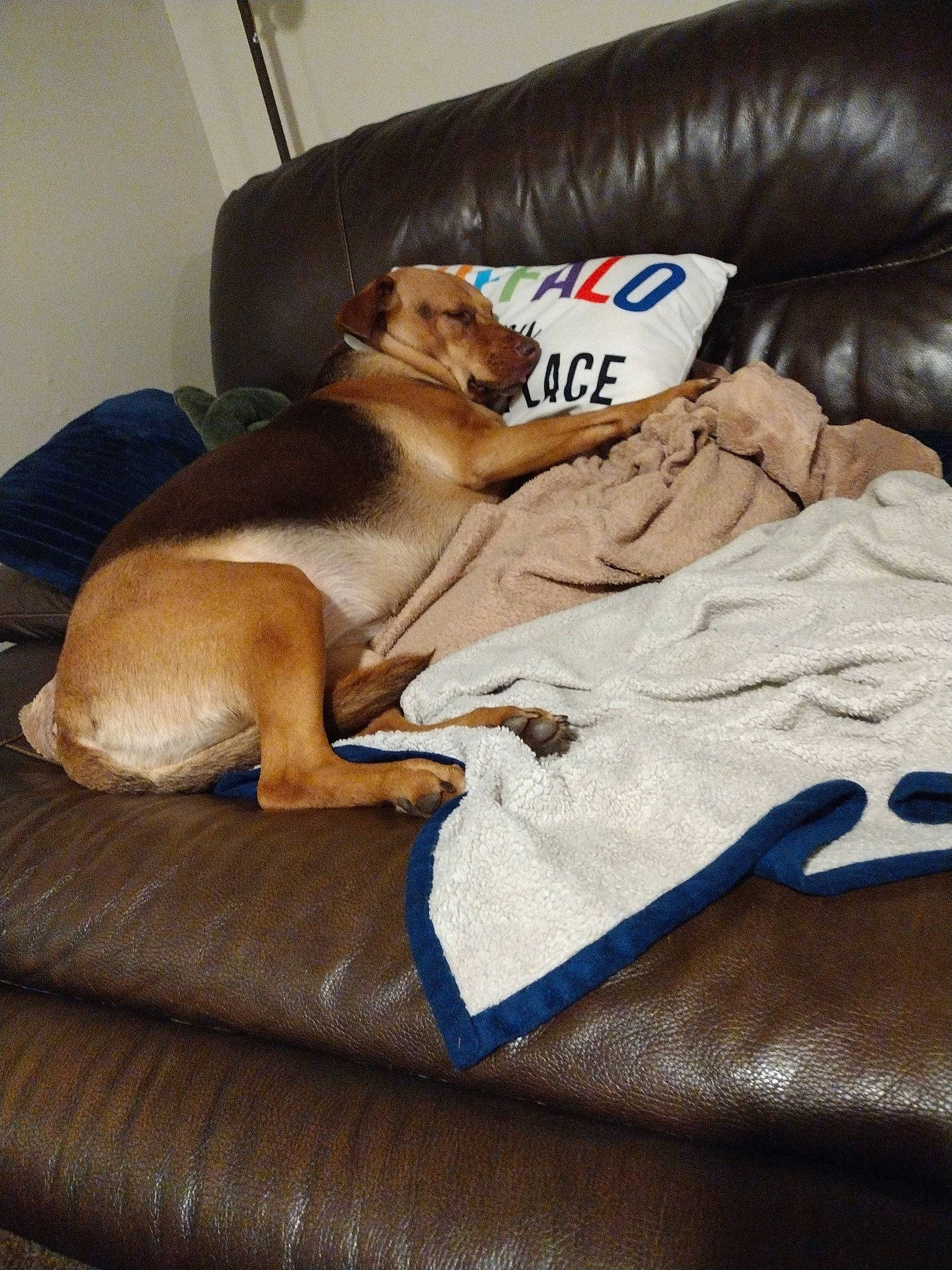 Brinley joined the competition — help win amazing prizes! bed_sheet, bedding, brown, canidae, carnivore, comfort, companion_dog, dog, dog_breed, dog_supply, duvet, fawn, felidae, fur, hardwood, linens, nap, sporting_group, wood, working_animal