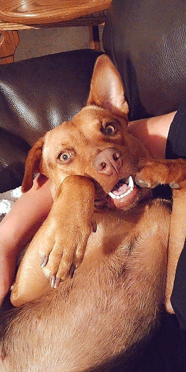 Brinley is registered to the contest to win money with this photo: carnivore, chest, comfort, companion_dog, dog, dog_breed, ear, eye, fawn, fur, gesture, happy, jaw, liver, nail, snout, sporting_group, whiskers, working_animal, wrinkle