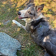 Prince participe au concours pour gagner de l'argent avec cette photo : dog, canine, outdoor, grass, rocks, sunlight, shadow, pet, fur, animal, nature, laying_down, happy, tongue_out, ears_up, brown_eyes, looking_up, closeup, mixed_breed, playful