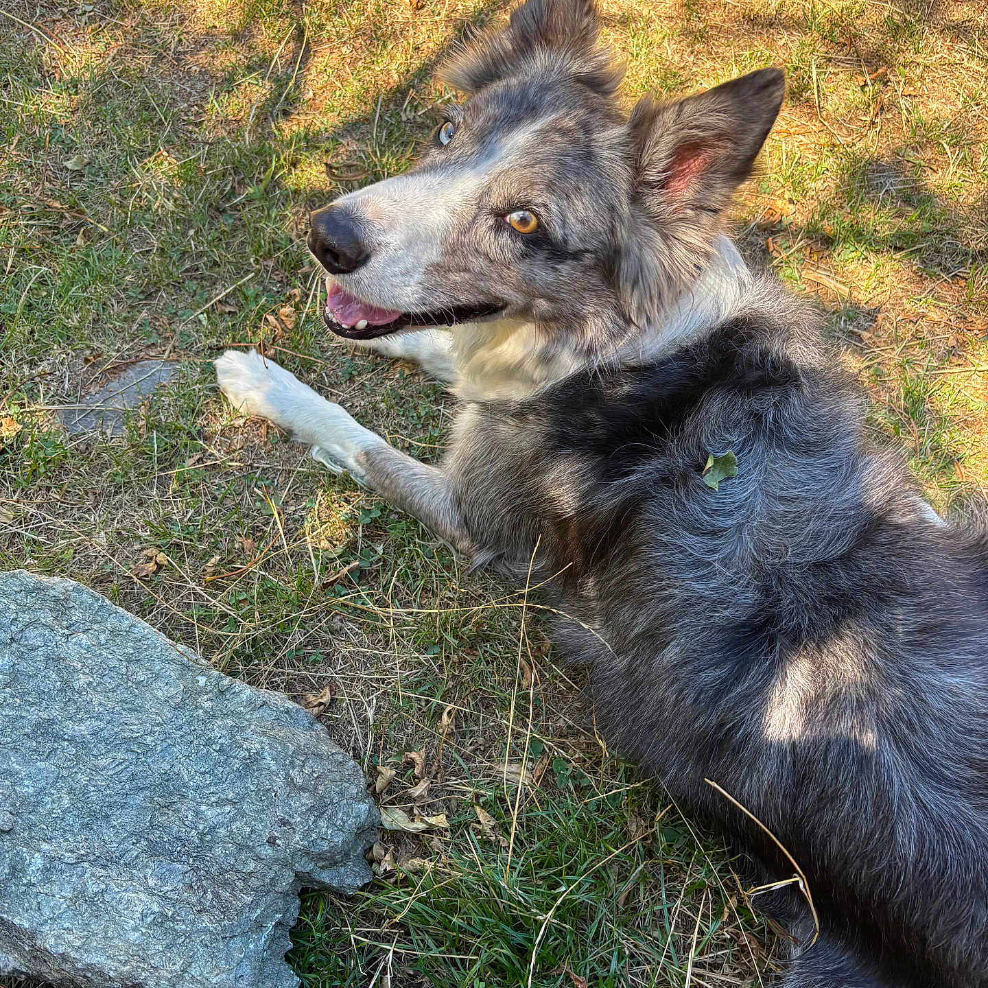 Prince participe au concours pour gagner de l'argent avec cette photo : animal, brown_eyes, canine, closeup, dog, ears_up, fur, grass, happy, laying_down, looking_up, mixed_breed, nature, outdoor, pet, playful, rocks, shadow, sunlight, tongue_out