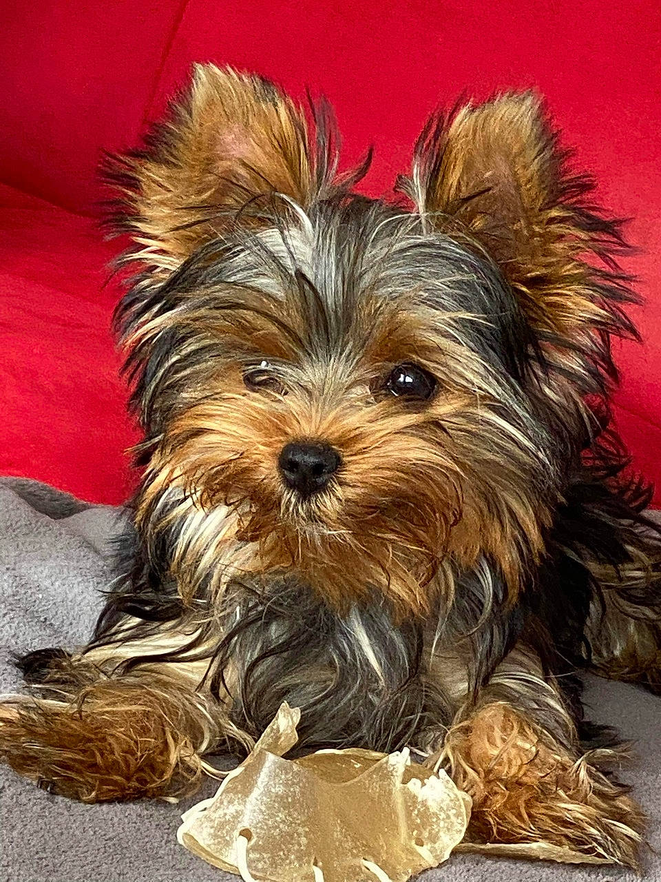 Sara participe au concours pour gagner de l'argent avec cette photo : ancient_dog_breeds, biewer_terrier, canidae, carnivore, companion_dog, dog, dog_breed, fur, liver, small_terrier, snout, sporting_group, terrier, toy_dog, water_dog, working_animal, yorkipoo, yorkshire_terrier