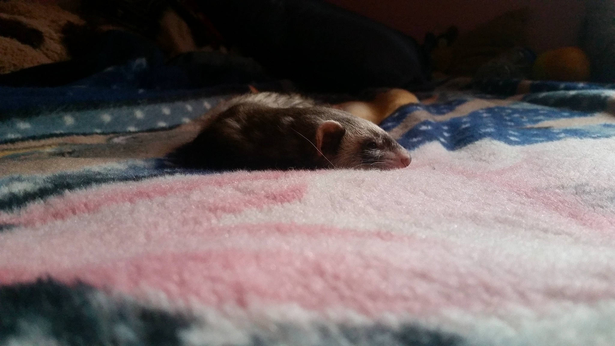 Nita participe au concours pour gagner de l'argent avec cette photo : carnivore, fawn, ferret, fur, gerbil, mustelidae, mustelinae, snout, whiskers