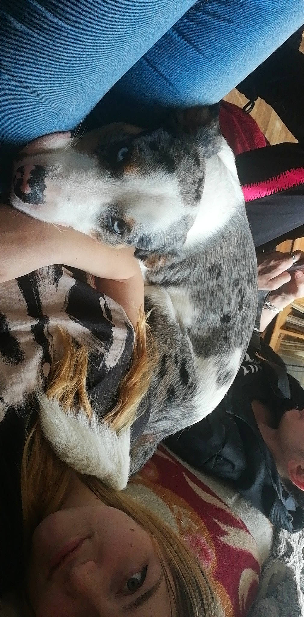 Milo a rejoint le concours — aidez-le/la à gagner de superbes lots ! canidae, carnivore, dog, dog_breed, whiskers