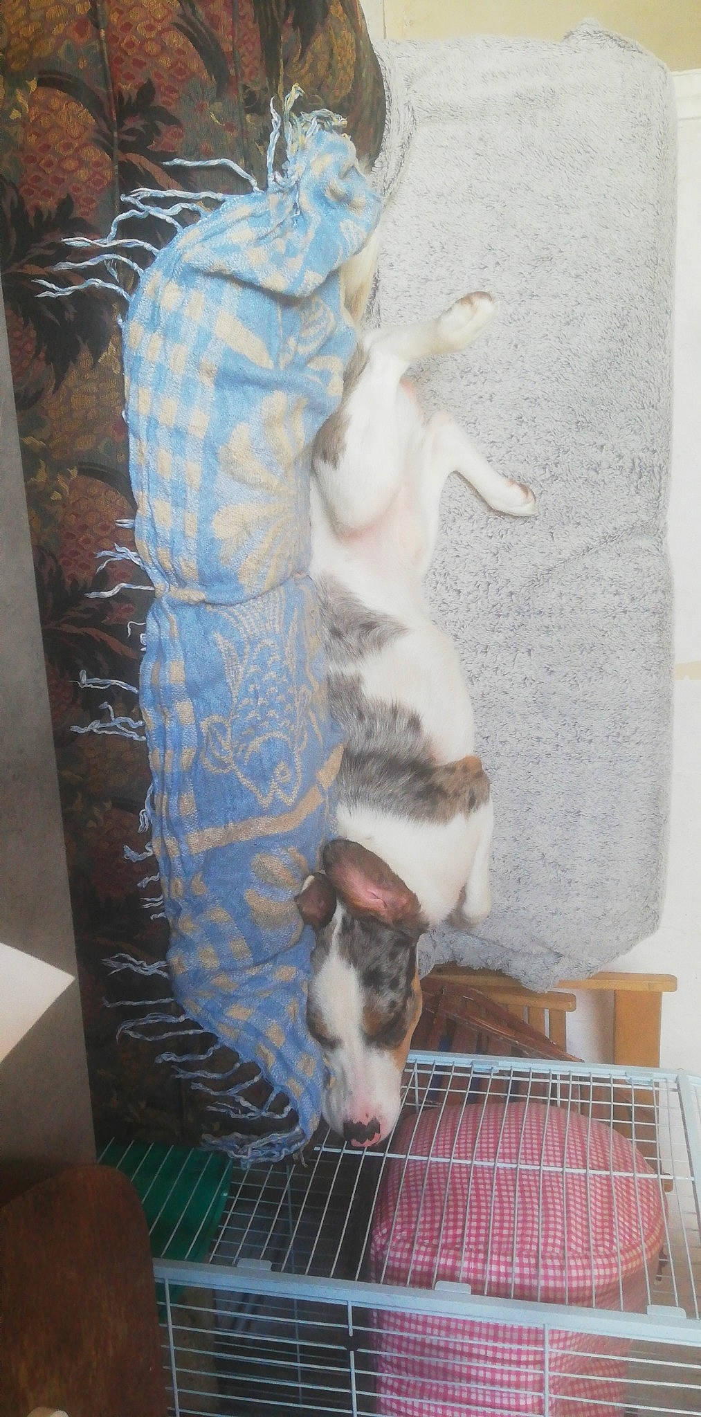 Milo a rejoint le concours — aidez-le/la à gagner de superbes lots ! carnivore, cat, fawn, felidae, polydactyl_cat, small_to_medium_sized_cats, tail, whiskers