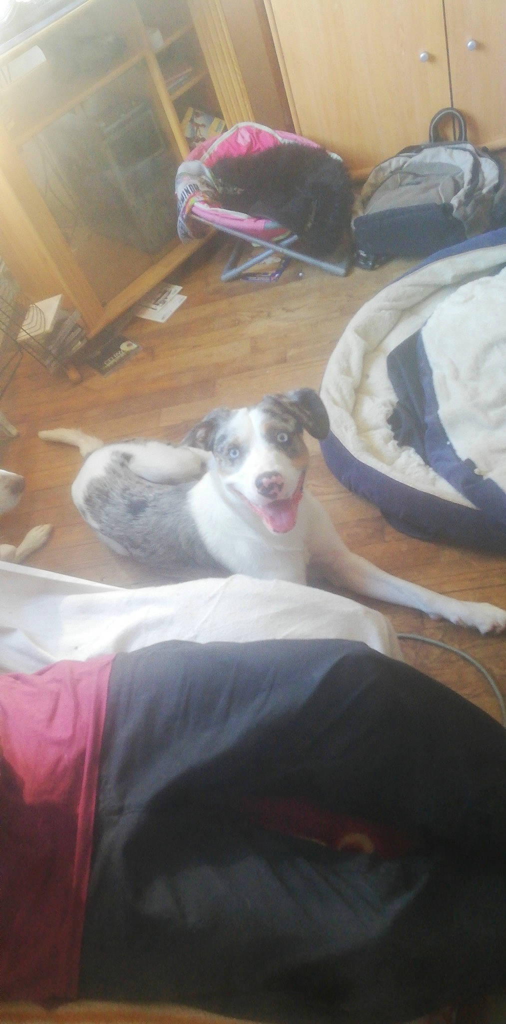 Milo participe au concours pour gagner de l'argent avec cette photo : american_pit_bull_terrier, canidae, carnivore, dog, dog_breed, fawn, non_sporting_group, pit_bull, whippet