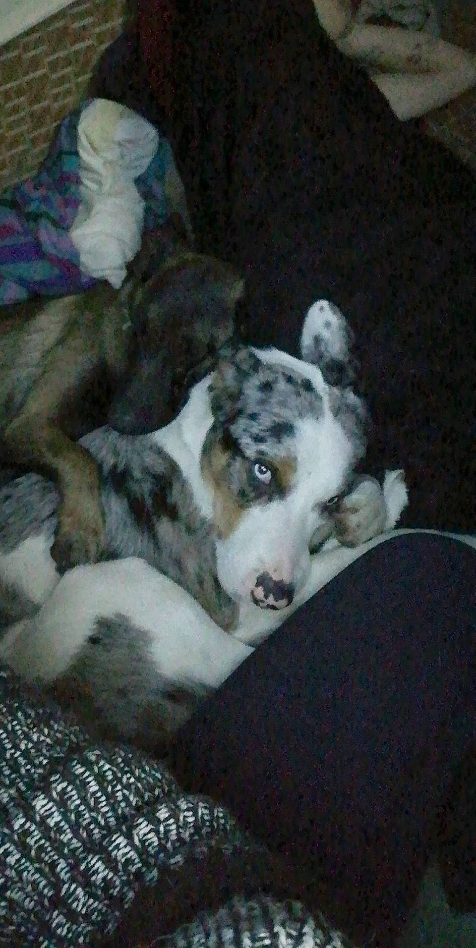 Milo a rejoint le concours — aidez-le/la à gagner de superbes lots ! australian_shepherd, canidae, carnivore, dog, dog_breed, mammal, miniature_australian_shepherd, puppy, vertebrate