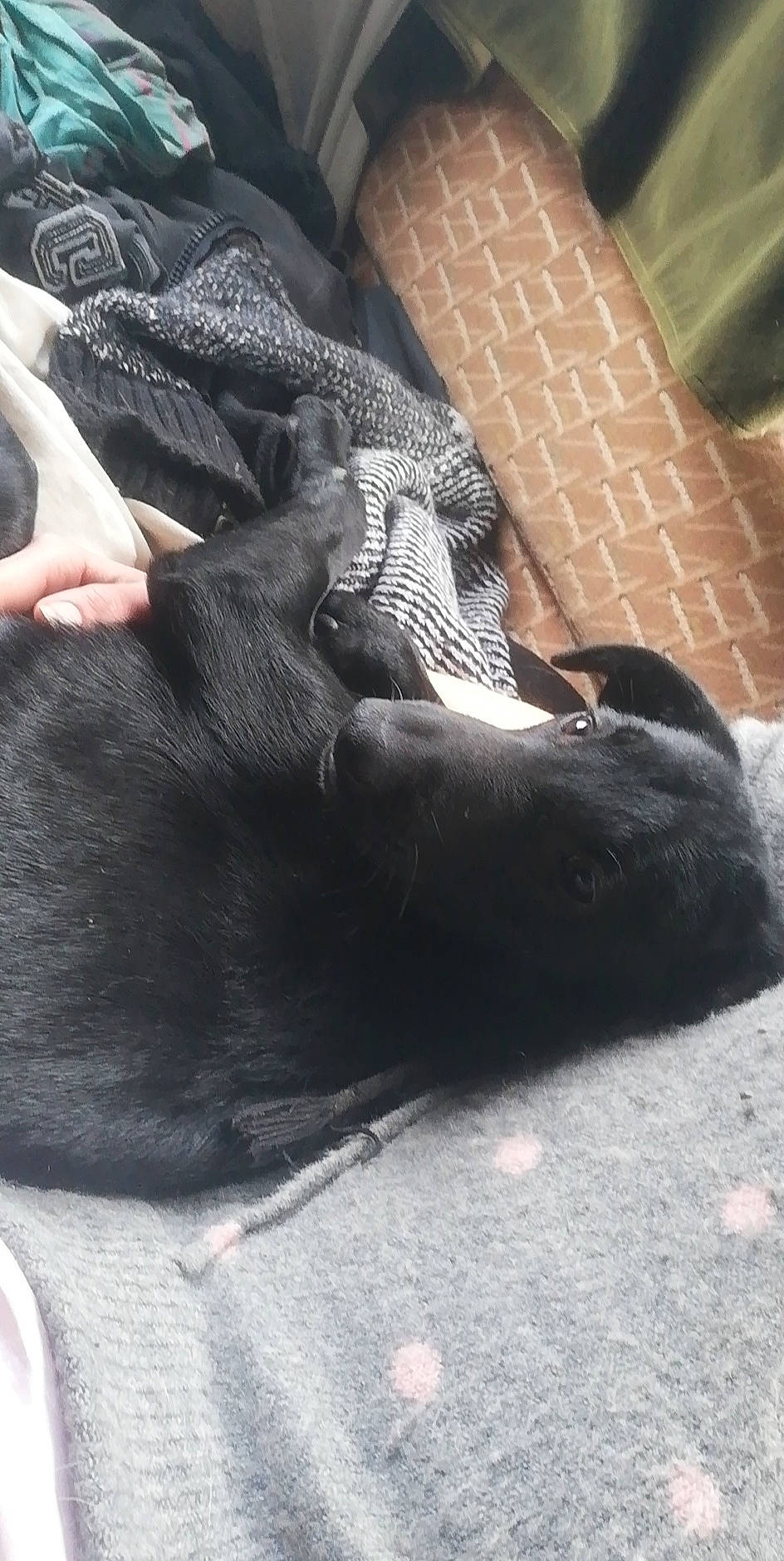 Palma participe au concours pour gagner de l'argent avec cette photo : canidae, carnivore, dog_breed, guard_dog, sporting_group