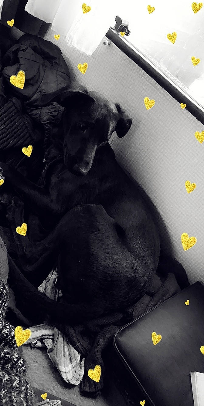 Palma a rejoint le concours — aidez-le/la à gagner de superbes lots ! canidae, carnivore, companion_dog, dog, dog_breed, flat_coated_retriever, labrador_retriever, puppy, retriever, sporting_group