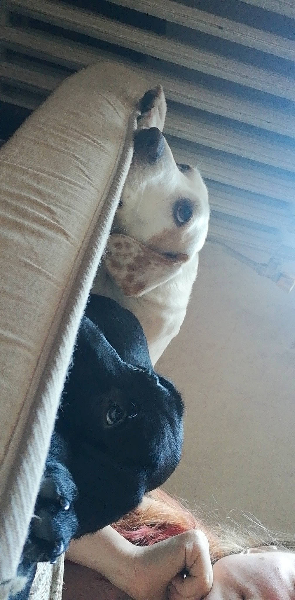 Palma a rejoint le concours — aidez-le/la à gagner de superbes lots ! canidae, carnivore, cat, dog_breed, fawn, felidae, nose, small_to_medium_sized_cats, snout, sporting_group, tonkinese, whiskers