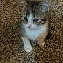 Oliver is registered to the contest to win money with this photo: kitten, cat, pet, animal, fur, tabby, white, carpet, indoor, young, cute, small, mammal, feline, whiskers, ears, face, paw, sitting, looking