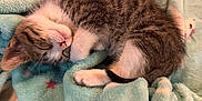Oliver is registered to the contest to win money with this photo: kitten, sleeping, tabby, cat, fur, blanket, cozy, soft, pattern, pastel, animal, pet, cute, rest, small, domestic, feline, relaxed, indoors, comfort