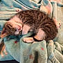 kitten, sleeping, tabby, cat, fur, blanket, cozy, soft, pattern, pastel, animal, pet, cute, rest, small, domestic, feline, relaxed, indoors, comfort