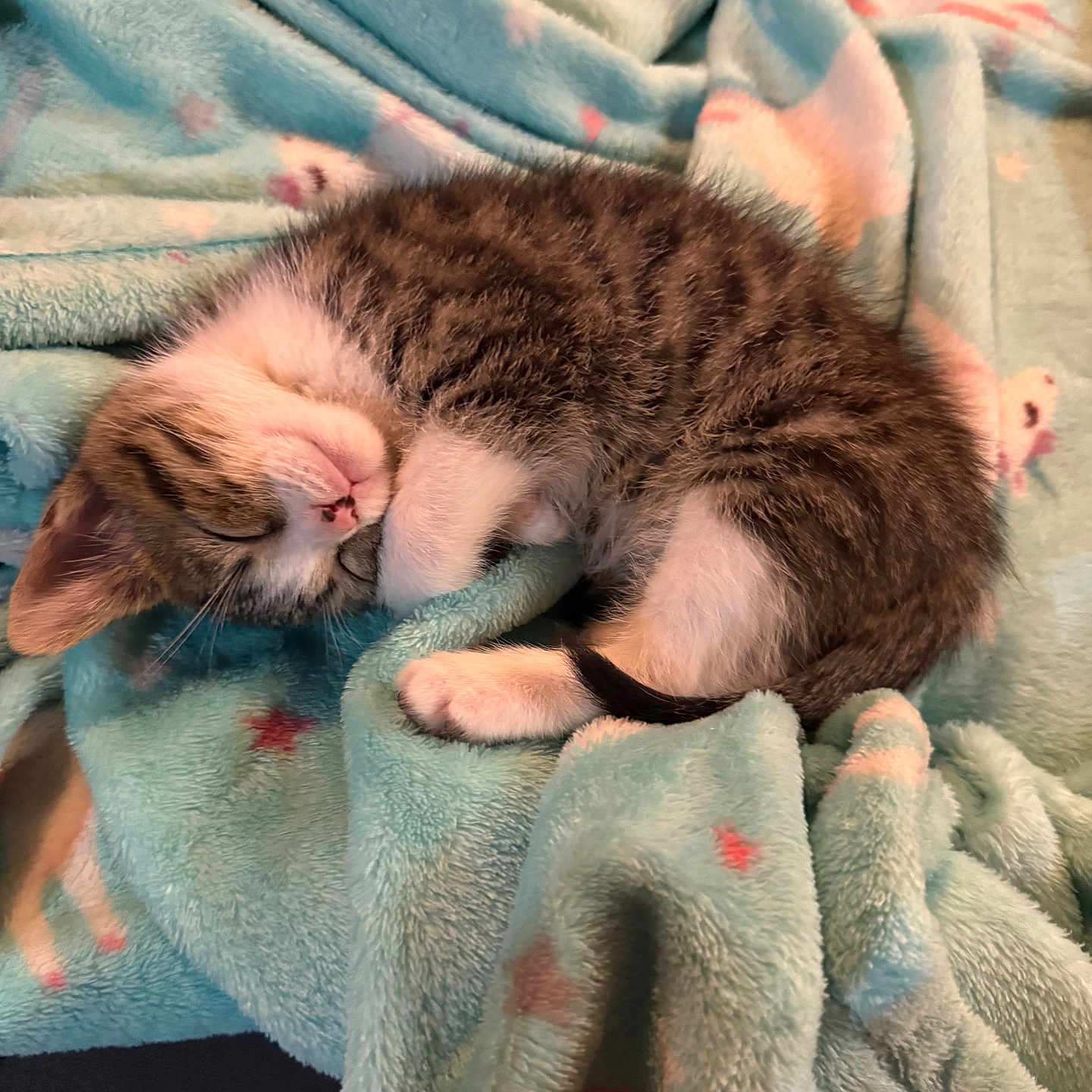 Oliver is registered to the contest to win money with this photo: animal, blanket, cat, comfort, cozy, cute, domestic, feline, fur, indoors, kitten, pastel, pattern, pet, relaxed, rest, sleeping, small, soft, tabby