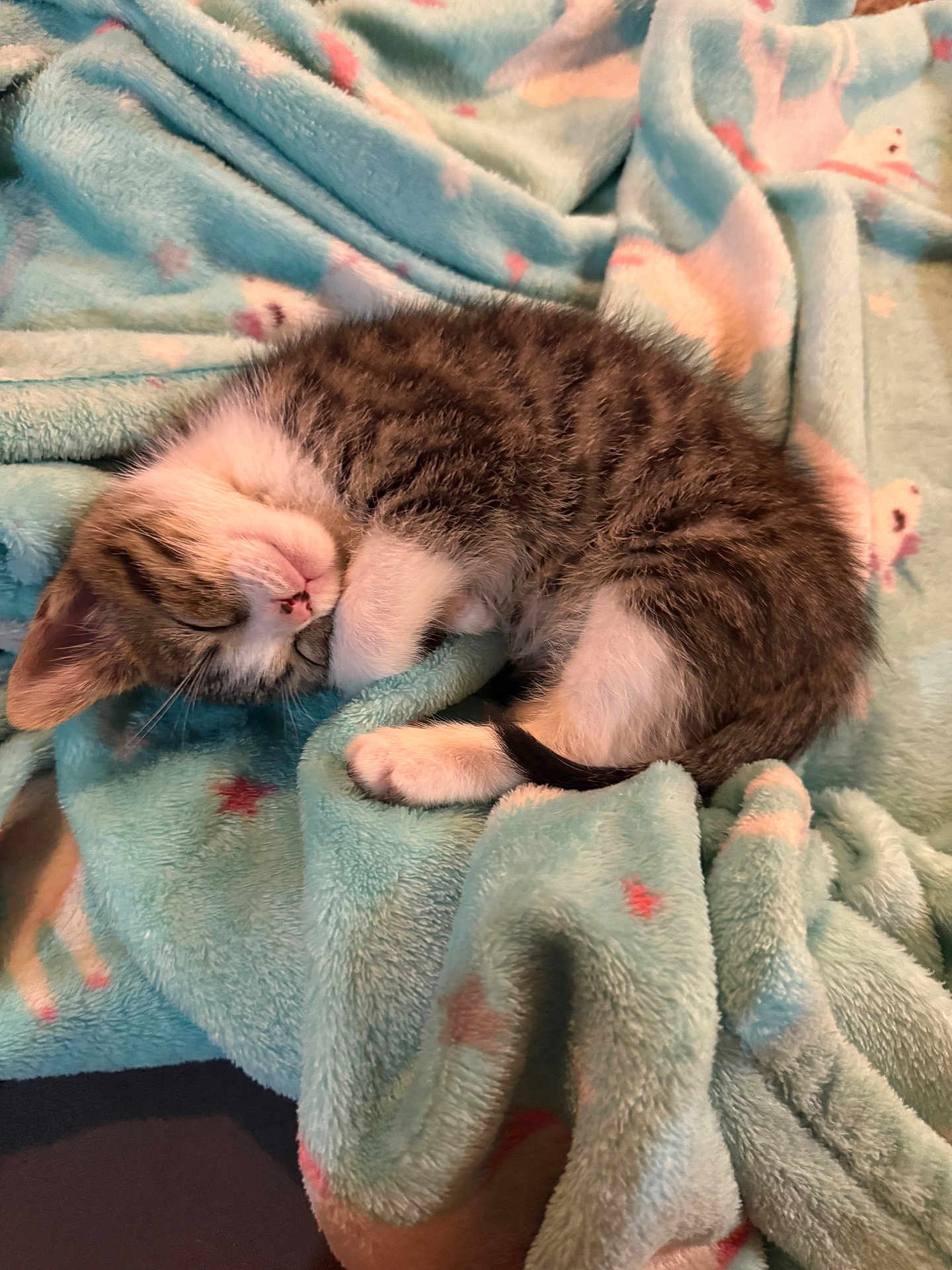 Oliver is registered to the contest to win money with this photo: kitten, sleeping, tabby, cat, fur, blanket, cozy, soft, pattern, pastel, animal, pet, cute, rest, small, domestic, feline, relaxed, indoors, comfort