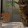 animal, bathroom, cat, close_up, countertop, curious, domestic_cat, faucet, frosted_glass, fur, green_leaves, houseplant, indoor, pet, plant, potted_plant, sink, tabby_cat, whiskers, window