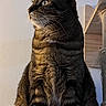 animal, cat, date_overlay, ears, feline, fur, indoor, looking_away, natural_light, pet, phone_screen, portrait, scratching_post, screenshot, selection_checkmark, sitting, tabby_cat, wall, whiskers, wooden_furniture