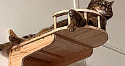 Charlie a rejoint le concours — aidez-le/la à gagner de superbes lots ! animal, cat, claws, ears, feline, furniture, home, indoor, light, looking, lounging, paw, pet, relaxed, resting, shadow, tabby, wall_mount, whiskers, wooden_shelf