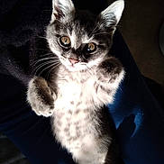 Poppy a rejoint le concours — aidez-le/la à gagner de superbes lots ! american_shorthair, american_wirehair, asian, cat, cat_like_mammal, domestic_short_haired_cat, european_shorthair, fur, kitten, small_to_medium_sized_cats, snout, whiskers