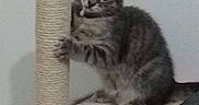 Poppy a rejoint le concours — aidez-le/la à gagner de superbes lots ! american_shorthair, british_shorthair, carnivoran, cat, cat_like_mammal, chartreux, domestic_short_haired_cat, dragon_li, european_shorthair, kitten, korat, small_to_medium_sized_cats, tabby_cat, whiskers