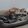 Poppy a rejoint le concours — aidez-le/la à gagner de superbes lots ! carnivoran, cat, cat_like_mammal, dog_breed, kitten, small_to_medium_sized_cats, whiskers