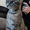 Poppy participe au concours pour gagner de l'argent avec cette photo : american_shorthair, american_wirehair, asian, australian_mist, california_spangled, carnivoran, cat, cat_like_mammal, domestic_short_haired_cat, dragon_li, european_shorthair, fur, german_rex, kitten, mammal, pixie_bob, small_to_medium_sized_cats, snout, tabby_cat, whiskers