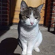 Lilou a rejoint le concours — aidez-le/la à gagner de superbes lots ! aegean_cat, american_wirehair, cat, cat_like_mammal, domestic_short_haired_cat, european_shorthair, fauna, fur, kitten, small_to_medium_sized_cats, snout, tabby_cat, whiskers