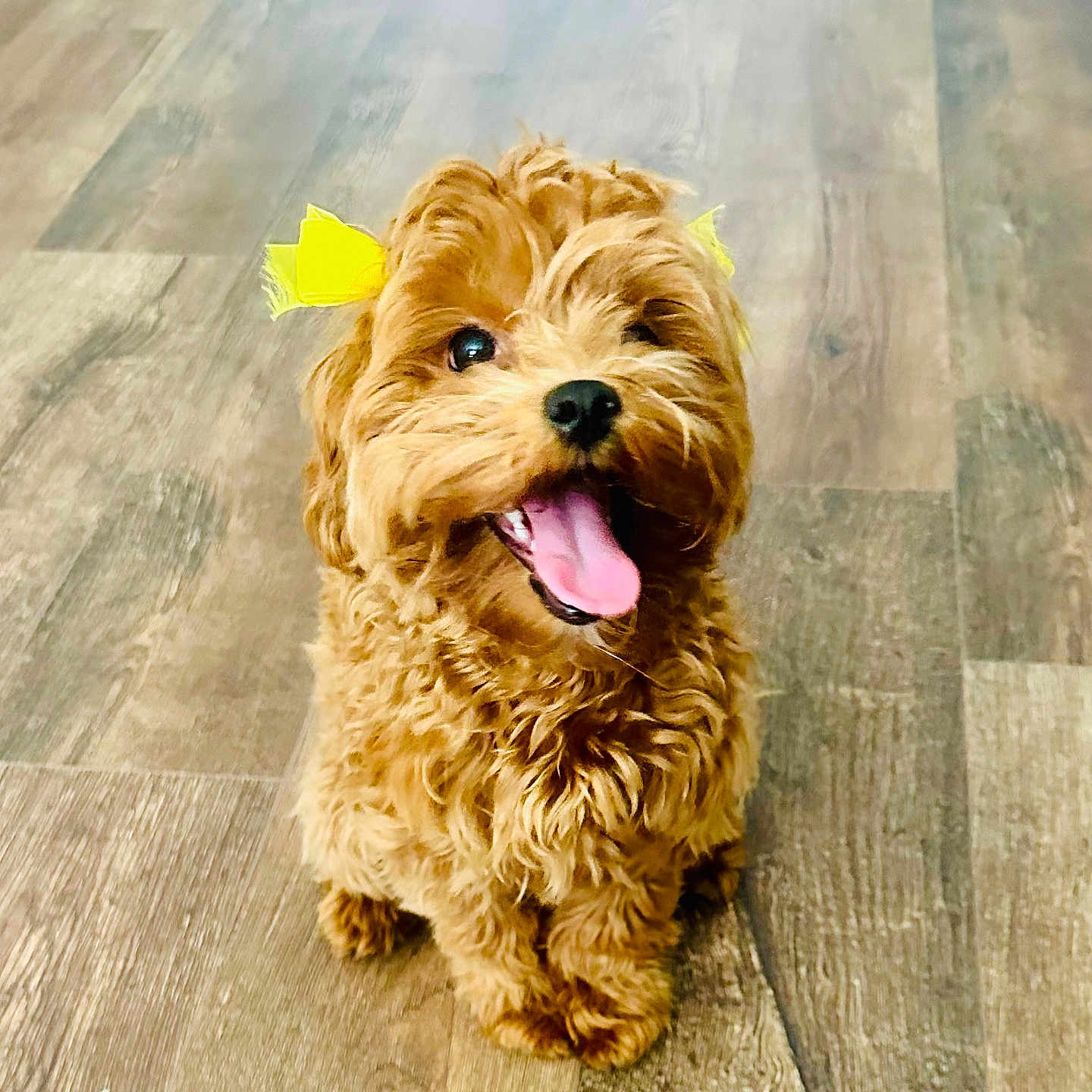 Priti joined the competition — help win amazing prizes! adorable, animal, canine, companion, curly_fur, cute, dog, domestic_animal, friendly, fur, happy, indoor, pet, playful, puppy, sitting, small_dog, tongue_out, wooden_floor, yellow_bow