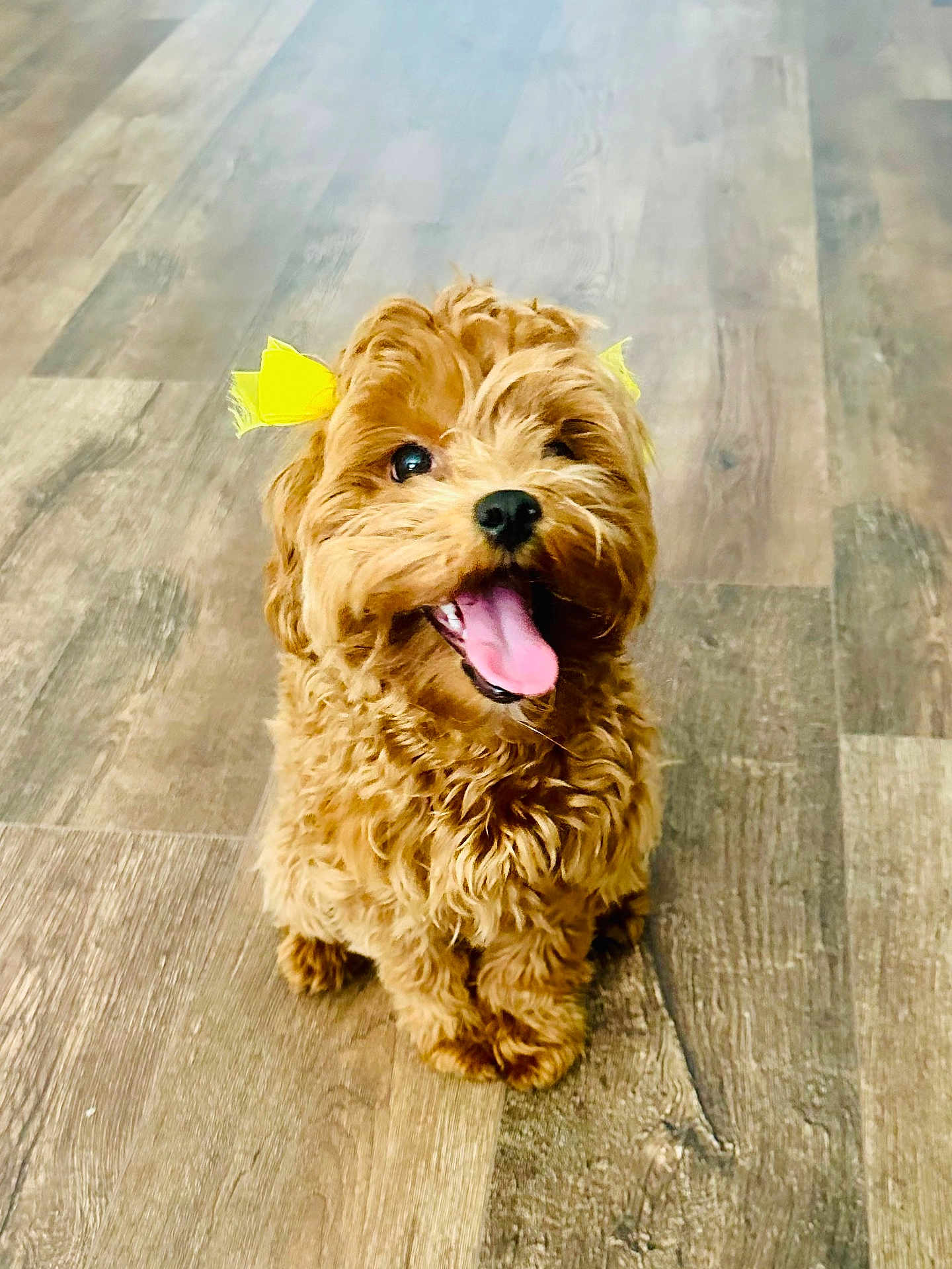 Priti joined the competition — help win amazing prizes! dog, puppy, curly_fur, yellow_bow, tongue_out, happy, pet, indoor, wooden_floor, small_dog, cute, fur, animal, sitting, adorable, companion, playful, domestic_animal, friendly, canine