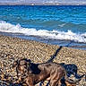 dog, beach, pebbles, ocean, waves, water, sky, mountains, sunlight, shadow, outdoor, nature, animal, landscape, shore, summer, travel, vacation, pet, canine