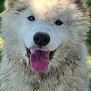 Aïko participe au concours pour gagner de l'argent avec cette photo : dog, canine, fluffy, muddy, tongue_out, happy, pet, outdoor, grass, sunlight, ears, fur, collar, tag, animal, portrait, smiling, nature, playful, friendly