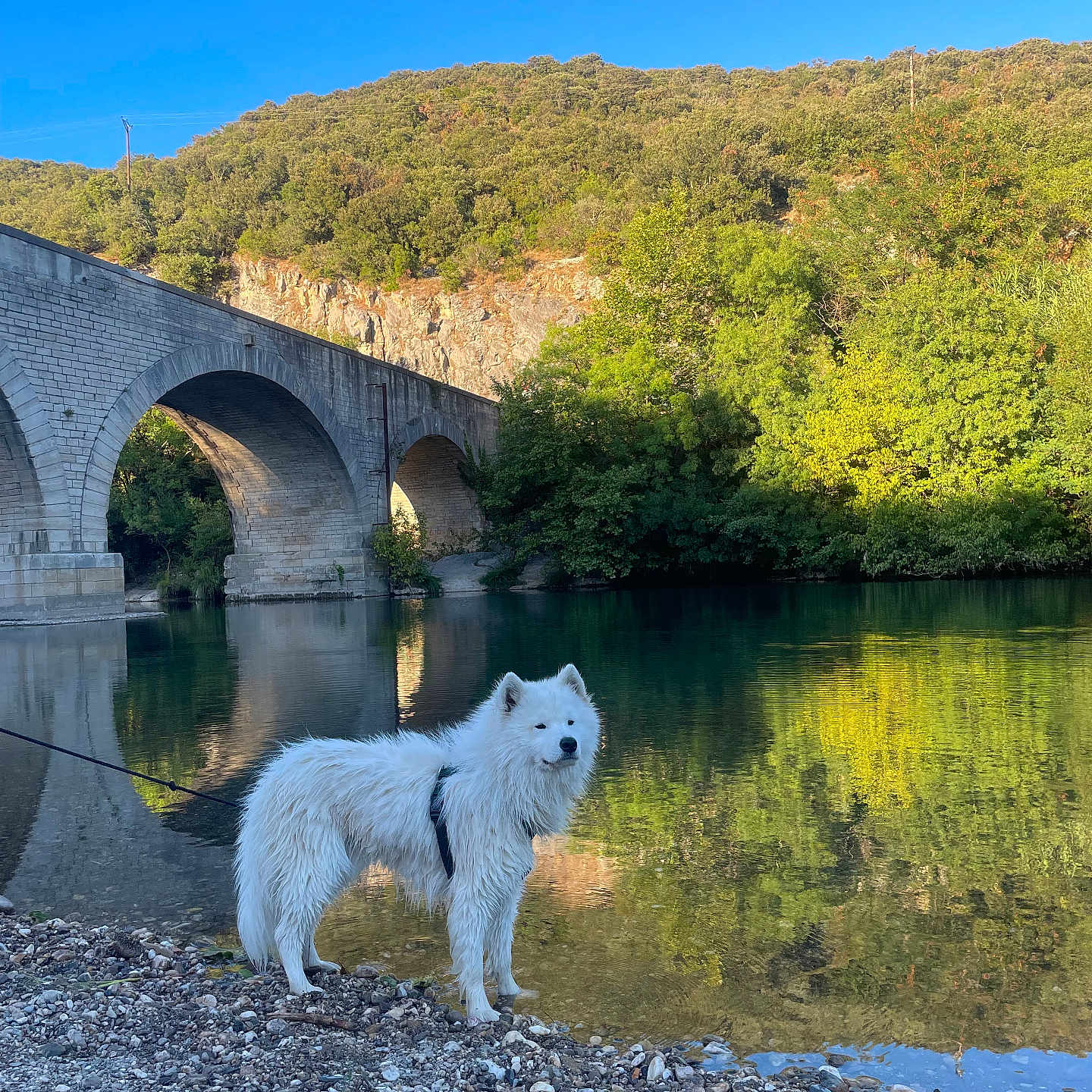 Aïko participe au concours pour gagner de l'argent avec cette photo : dog, white_dog, river, water, bridge, stone_bridge, trees, greenery, rocks, outdoor, nature, reflection, sky, blue_sky, leash, pet, canine, scenic, landscape, daytime