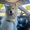 Aïko participe au concours pour gagner de l'argent avec cette photo : dog, white_dog, fluffy, car_interior, steering_wheel, happy, pet, tongue_out, vehicle, seat, window, sunlight, collar, tag, daytime, parked_car, dashboard, front_seat, domestic_animal, canine