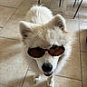 Aïko participe au concours pour gagner de l'argent avec cette photo : dog, white_dog, sunglasses, indoor, tiled_floor, pet, animal, fluffy, canine, cool, looking_up, smiling, portrait, domestic_animal, four_legs, fur, cute, house, chair, table