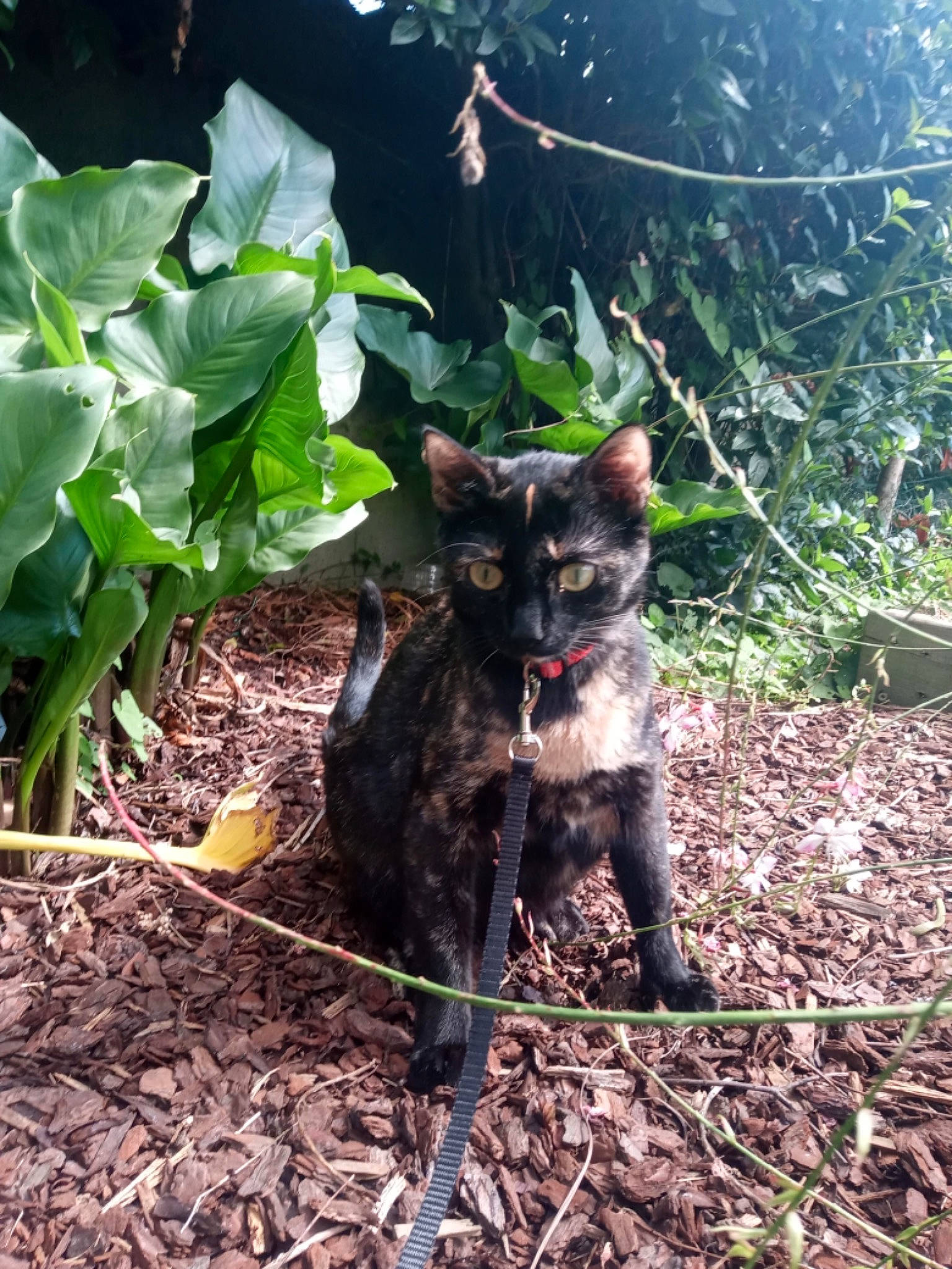 Pepite participe au concours pour gagner de l'argent avec cette photo : canidae, carnivore, dog_breed, felidae, german_rex, plant, sporting_group