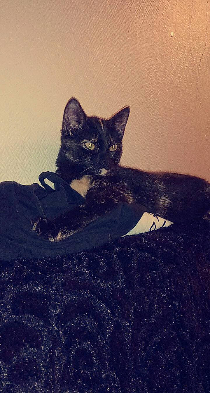 Pepite participe au concours pour gagner de l'argent avec cette photo : asian, black_cat, carnivore, cat, domestic_short_haired_cat, felidae, kitten, sky, small_to_medium_sized_cats, whiskers