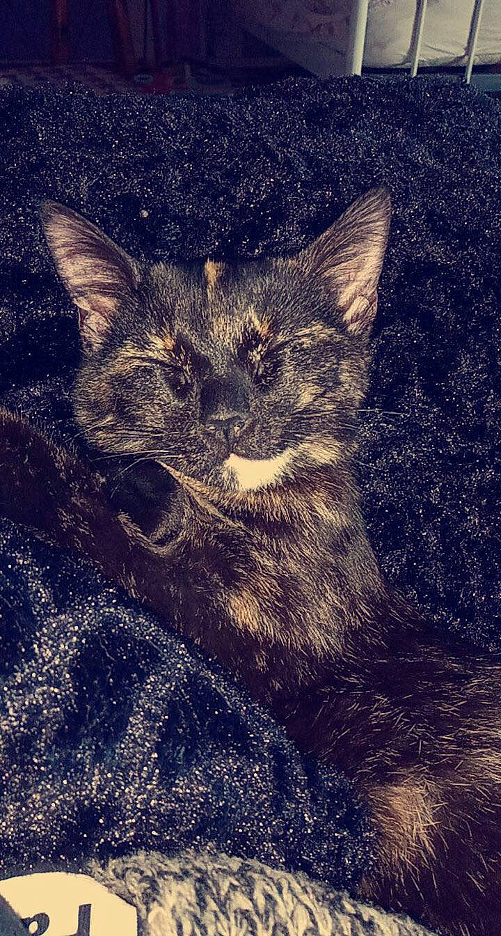 Pepite participe au concours pour gagner de l'argent avec cette photo : asian, carnivore, cat, domestic_short_haired_cat, drawing, european_shorthair, eye, felidae, fur, illustration, kitten, sky, small_to_medium_sized_cats, snout, tabby_cat, whiskers, wild_cat